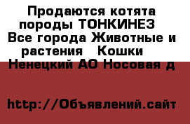 Продаются котята породы ТОНКИНЕЗ - Все города Животные и растения » Кошки   . Ненецкий АО,Носовая д.
